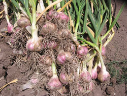 garlic Texas Rose